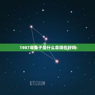1987年兔子是什么命现在好吗(解读兔子属相的性格特点和运势)