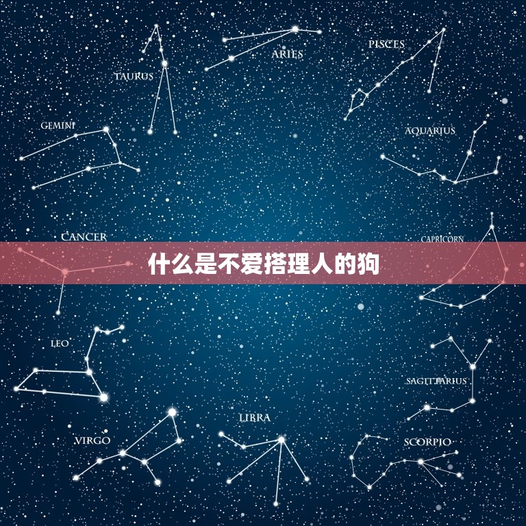 不爱搭理人的狗是什么狗(如何选择适合自己的宠物)