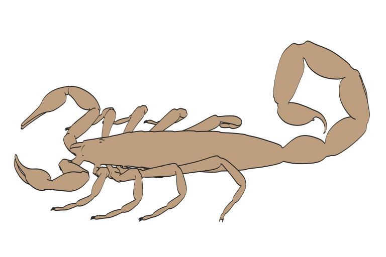 天蝎座2023年桃花运(爱情甜蜜如蜜糖)