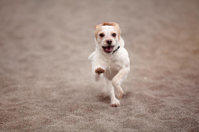 属狗射手男对家人怎么样(家庭观念强有爱)