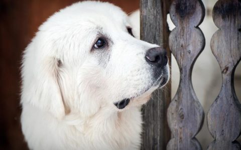 生肖狗今日运势算命先生(解读你的运势)