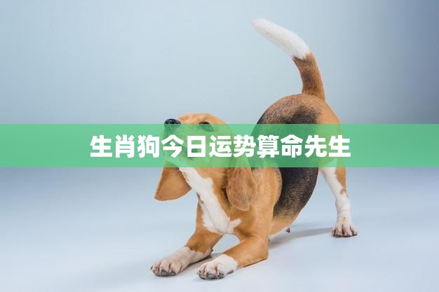 生肖狗今日运势算命先生(解读你的运势)