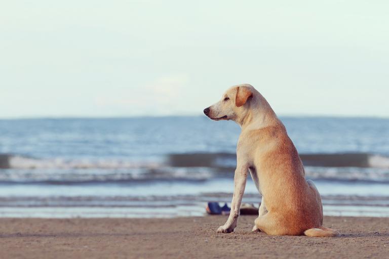 属狗下半年运势2023(事业顺利财运亨通)