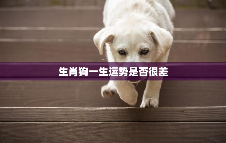 生肖狗一生运势是否很差(揭秘狗年出生人的命运轨迹)