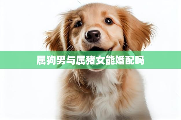 属狗男与属猪女能婚配吗(星座配对解析)