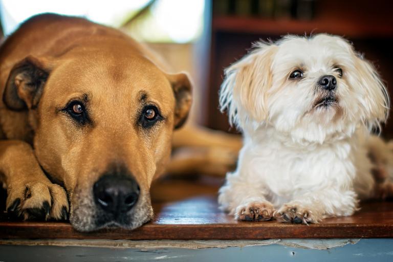 属狗2023年健康运势(健康稳定需注意饮食与运动)