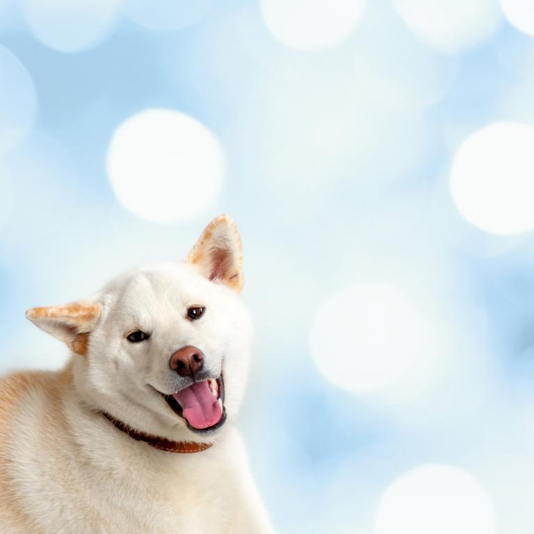 属狗的2121年多少岁(狗年人迎来百岁寿宴)