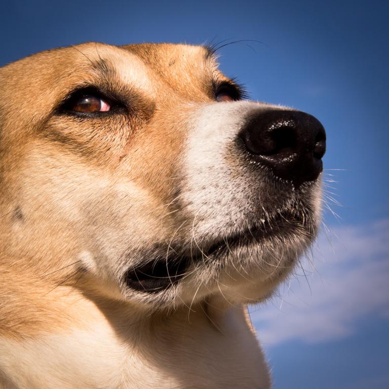 属狗的年龄表格2023(狗年将至你的年龄对照表来啦)