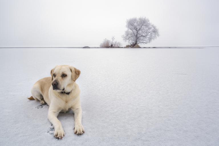 属狗的年龄表格2023(狗年将至你的年龄对照表来啦)