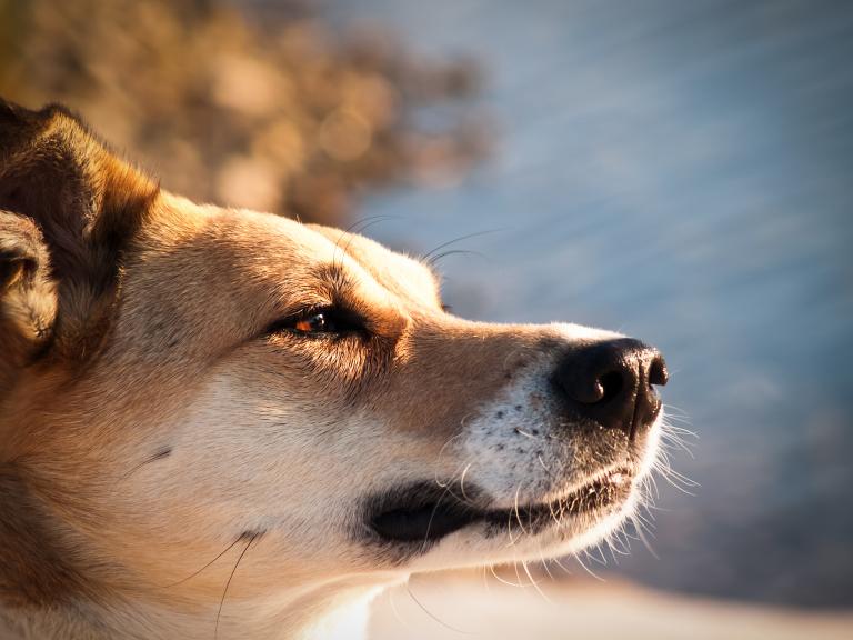 属狗的有多少岁1992(狗年出生的人现在多少岁)