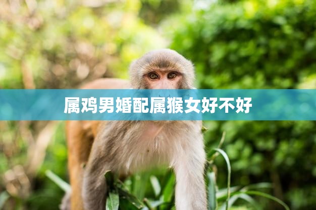 属鸡男婚配属猴女好不好(如何看待这对星座组合)