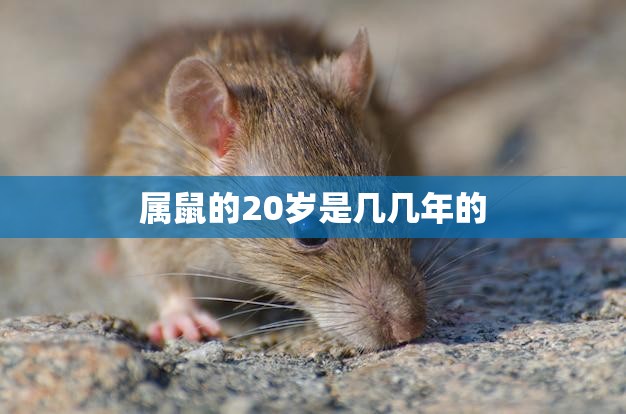 属鼠的20岁是几几年的(解密属鼠人的人生起点)