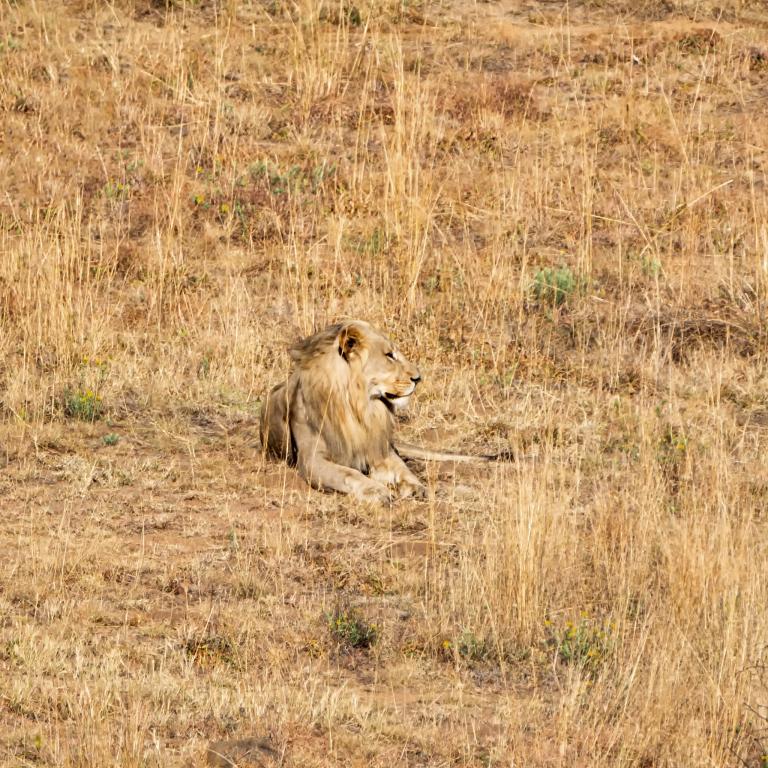 狮子座女生对待性的态度(自信而热情探究狮子座女性的性格特点)