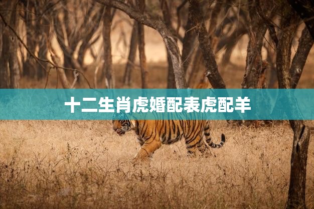 十二生肖虎婚配表虎配羊(虎羊婚姻缘分与挑战)