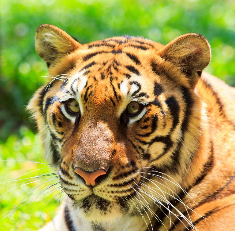 二八虎合猴说明什么意思(解读中国传统文化中的动物寓意)