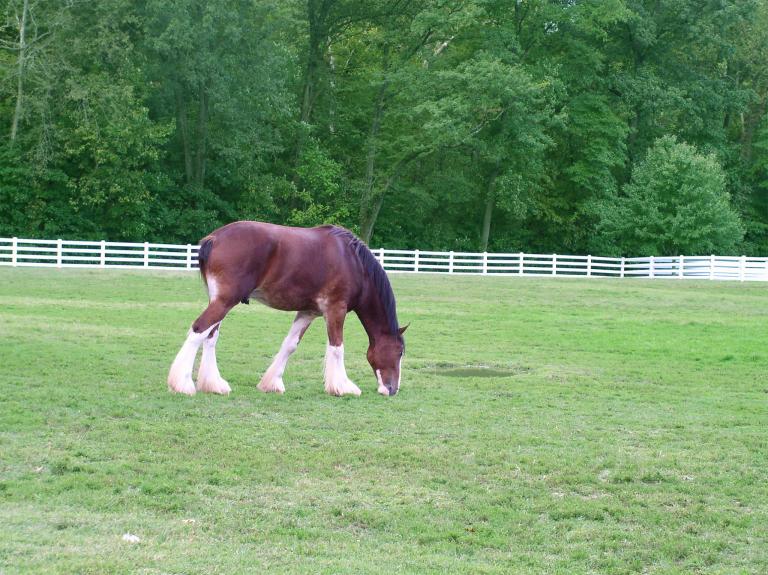 男属马女属猪婚姻相配吗(星座专家揭秘)