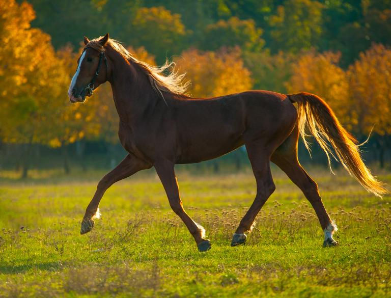 1990年属马婚姻命运(如何避免婚姻危机)