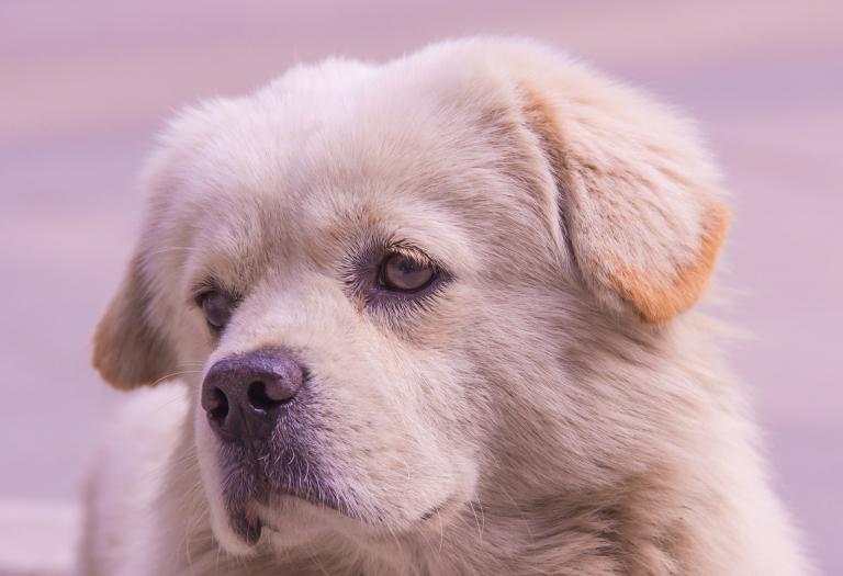 属狗和属猪的婚姻合不合(解析星座学传统文化的看法)