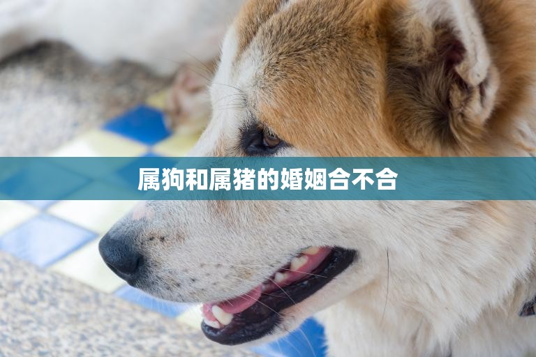 属狗和属猪的婚姻合不合(解析星座学传统文化的看法)