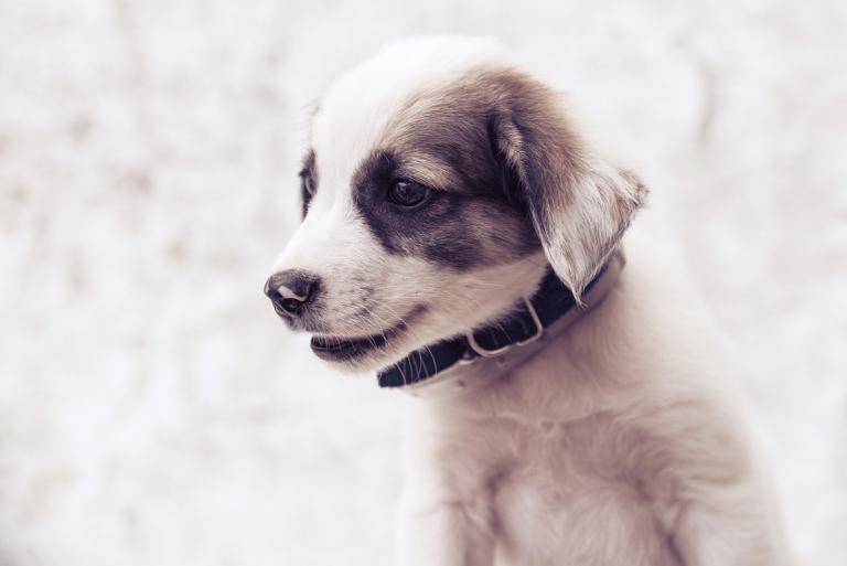 属狗今年50岁运势如何(解析属狗人在五十岁的命运走向)