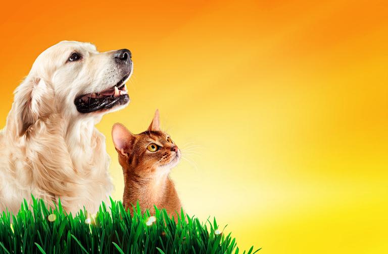 属狗今年50岁运势如何(解析属狗人在五十岁的命运走向)