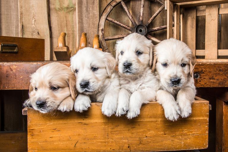 82年属狗女有二婚命吗(解析婚姻运势如何)