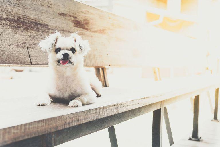 82年属狗女有二婚命吗(解析婚姻运势如何)