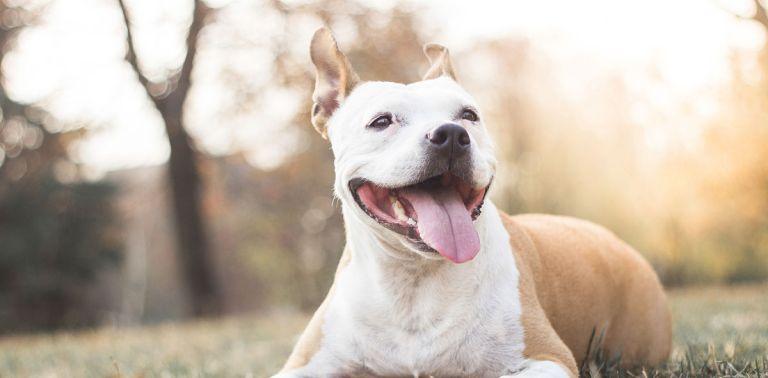 94年狗和95猪合不合(谁更适合你)