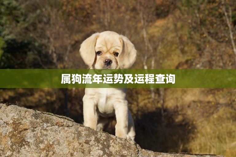 属狗流年运势及运程查询(解析2023年狗年运势)