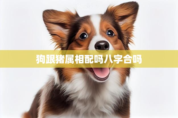 狗跟猪属相配吗八字合吗(解析狗猪配对的八字特征分析)
