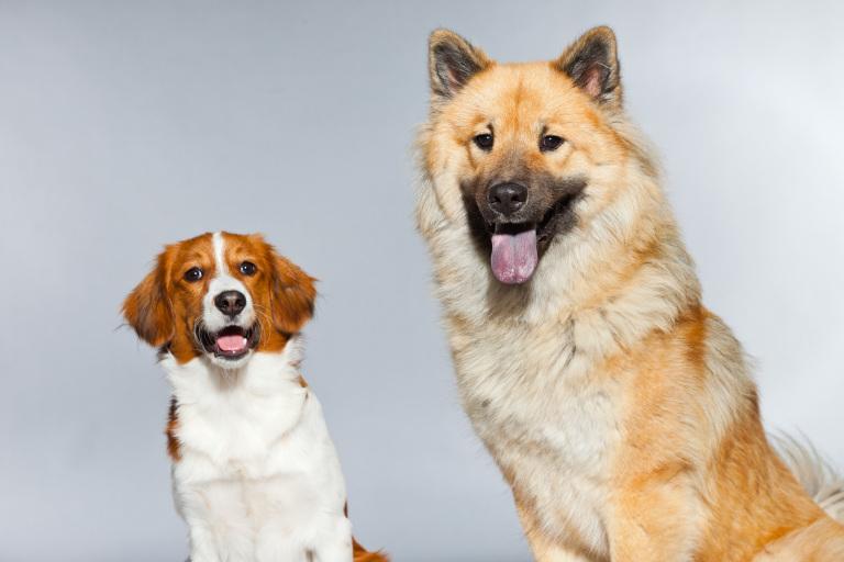 狗人2023年运势运程(狗年大展宏图财运亨通事业顺利)