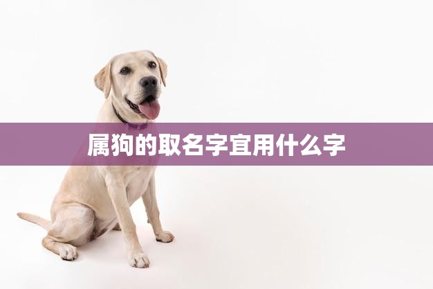 属狗的取名字宜用什么字(如何给狗狗取一个好名字)