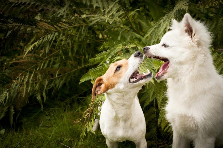 70年女属狗的最佳配偶(如何选择)