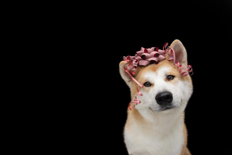 一家三口最好的属相猪狗(如何选择)