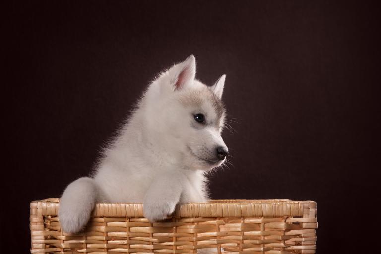 属相婚配狗和猪好不好呢(你的狗和猪配对是否合适)