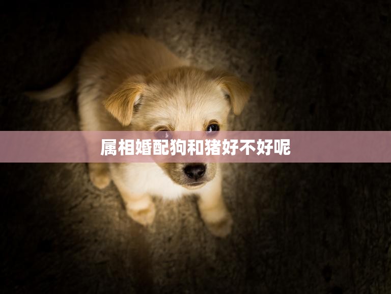 属相婚配狗和猪好不好呢(你的狗和猪配对是否合适)