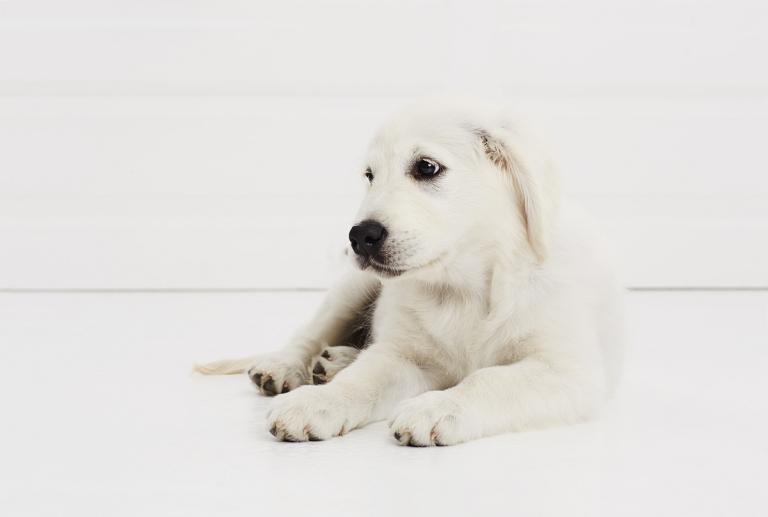 属相婚配狗和猪好不好呀(如何选择最佳婚配属相)