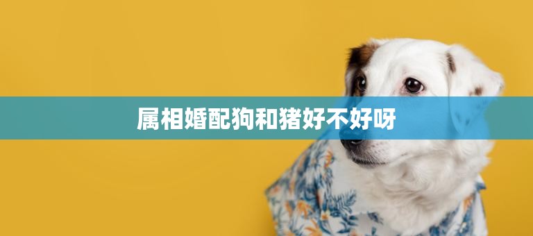 属相婚配狗和猪好不好呀(如何选择最佳婚配属相)