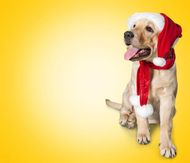 庚戌日柱2023年运势(狗年大展宏图)