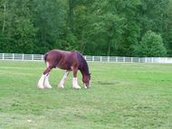 男属马女属猪婚姻相配吗(星座专家揭秘)