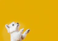 属狗和属猪的婚姻合不合(解析星座学传统文化的看法)