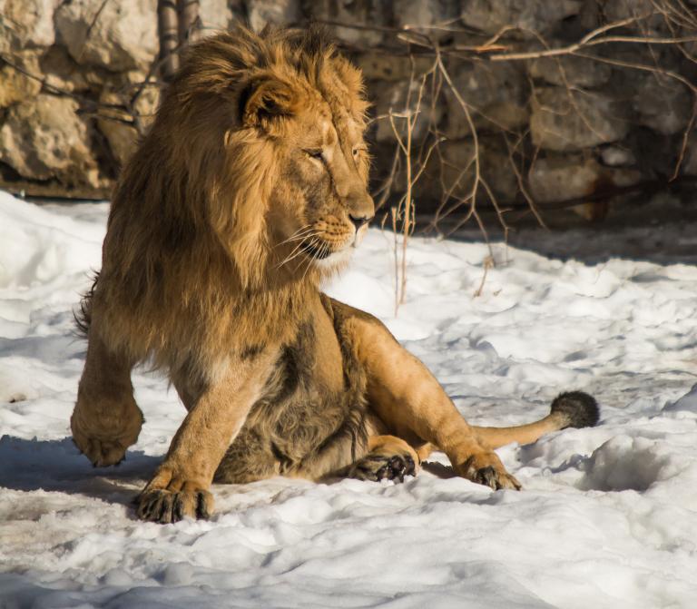 狮子座和哪个星座最合适(完美星座配对指南)