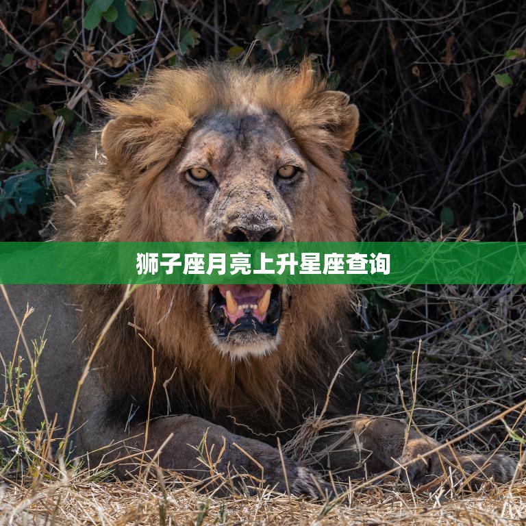 狮子座月亮上升星座查询(如何找到你的命中注定)