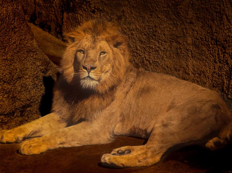 狮子男不肯放手的星座女(如何)