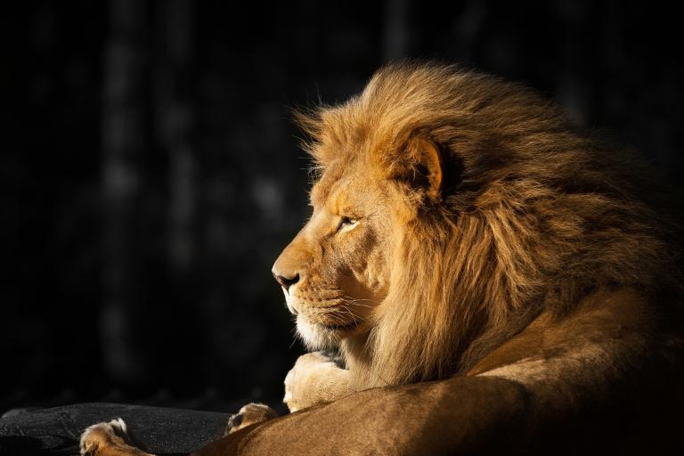 最稀有的星座是狮子座吗(揭秘星座稀有度真相)