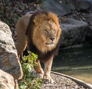 1988年的狮子座上升(探寻命运的星象之路)