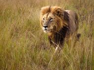 狮子男为什么想很快结婚(探究狮子座男性的婚姻观念)