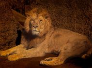 狮子男不肯放手的星座女(如何)