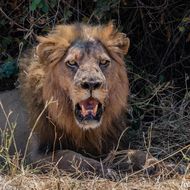 狮子座本周运势女生今日(爱情运势佳财运亦旺)
