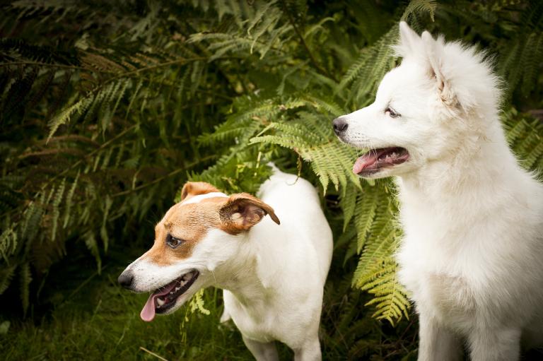 摩羯座今日运势超准女狗(财运亨通事业顺利)